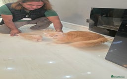 British Longhair cats for sale: British longhair/free - Image 10