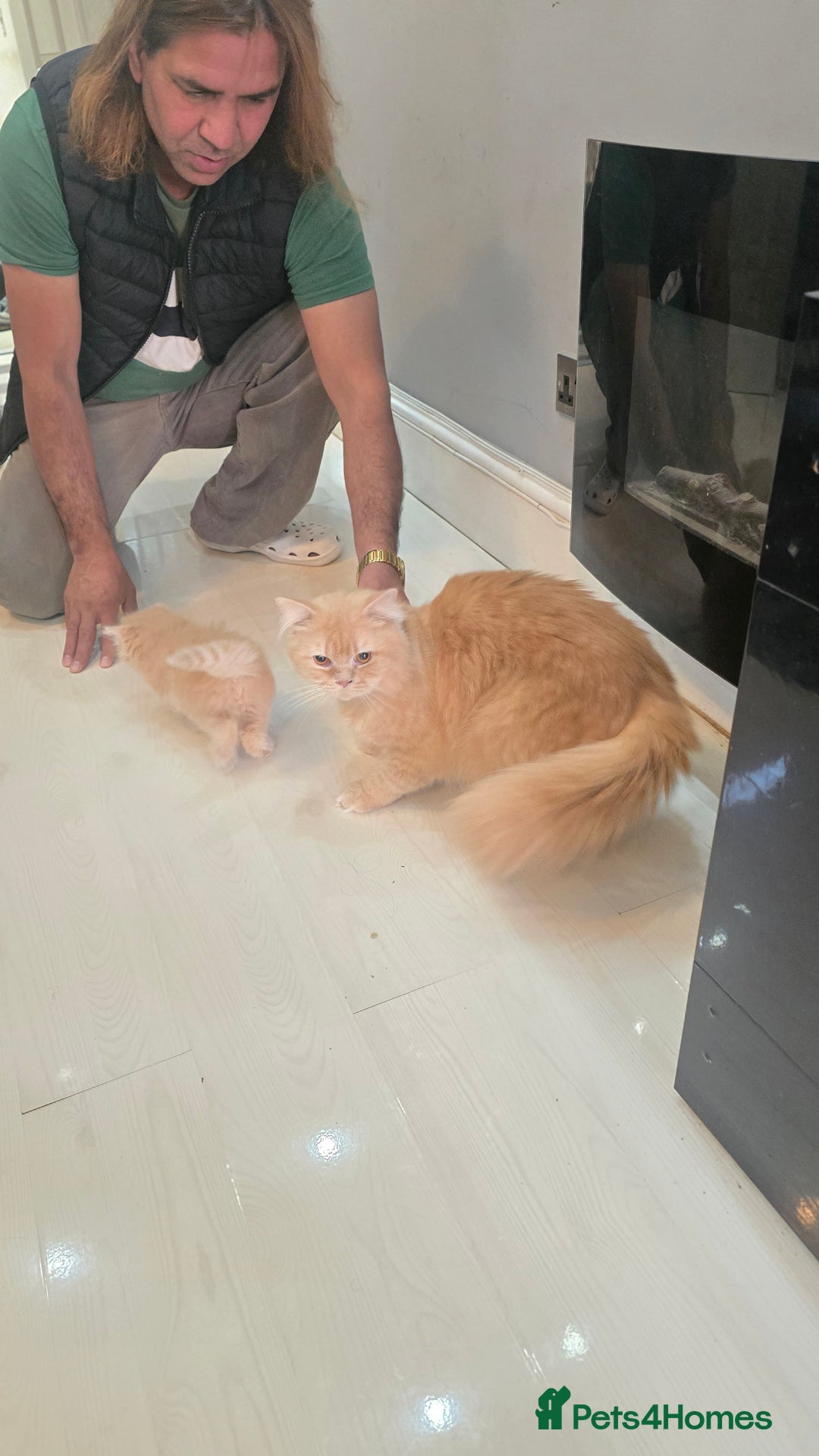 British Longhair cats for sale: British longhair/free - Image 10
