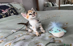 Bengal cats for sale: Bengal kittens 4 pure bangals 5 bengal x kittens - Image 21