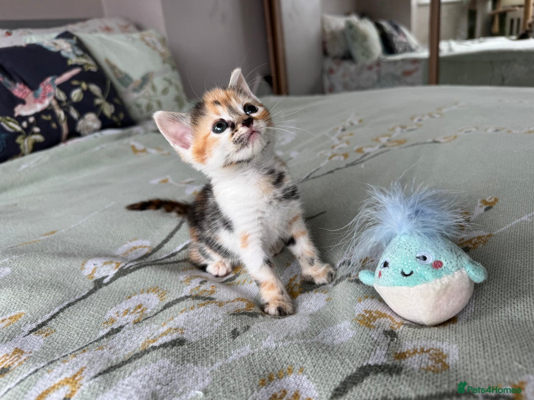 Bengal cats for sale: Bengal kittens 4 pure bangals 5 bengal x kittens - Image 21