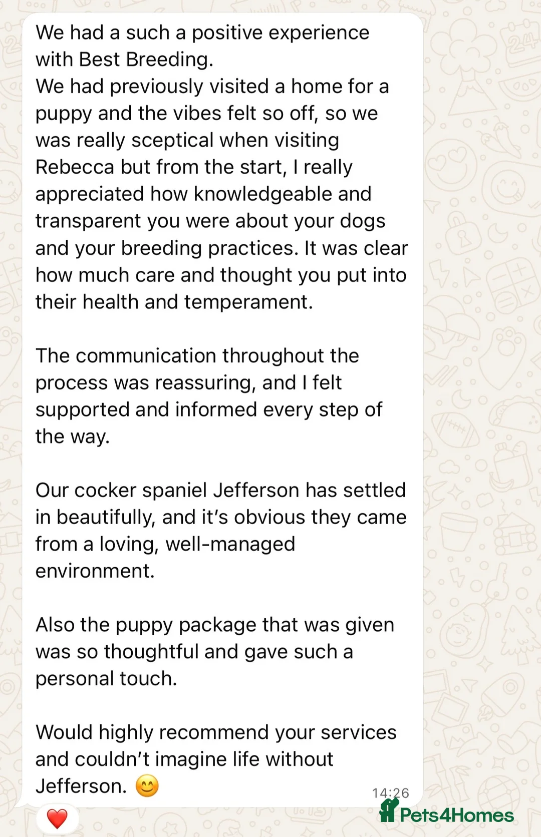 Cocker Spaniel dogs for sale: Showtype Cocker spaniel pups KC registered  - Advert 26