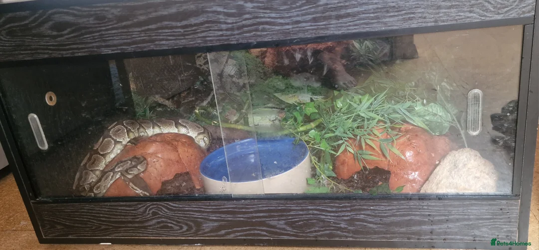 Python Snake reptiles for sale: Ball Python, 13 year old male. - Advert 4