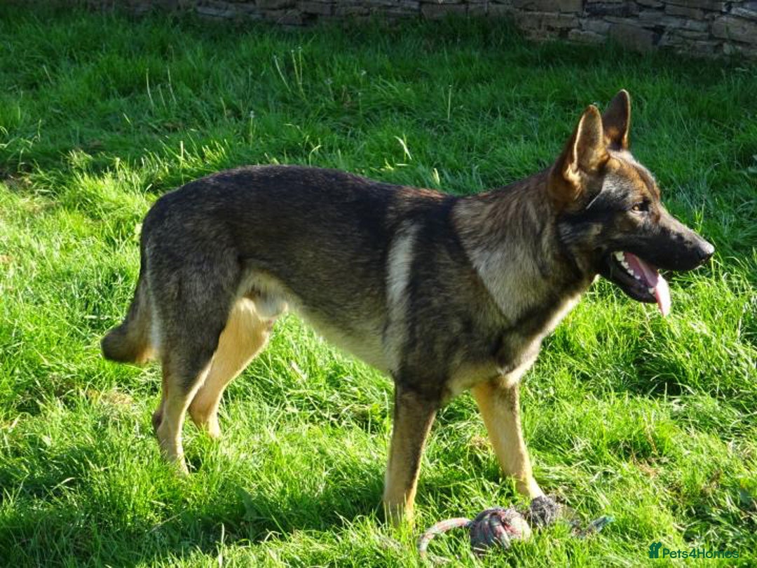 German Shepherd dogs for sale: German shepherd puppy’s kennel club registered  - Advert 5