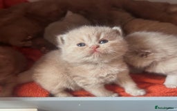 British Shorthair cats for sale: GCCF & TICA Active - CINNAMON GIRL🤎 - Image 9