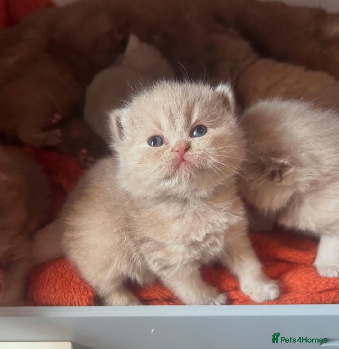 British Shorthair cats for sale: GCCF & TICA Active - CINNAMON GIRL🤎 - Image 9