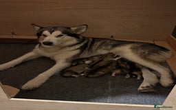 Alaskan Malamute dogs for sale: 8 beautiful Alaskan malamute puppies - Advert 6