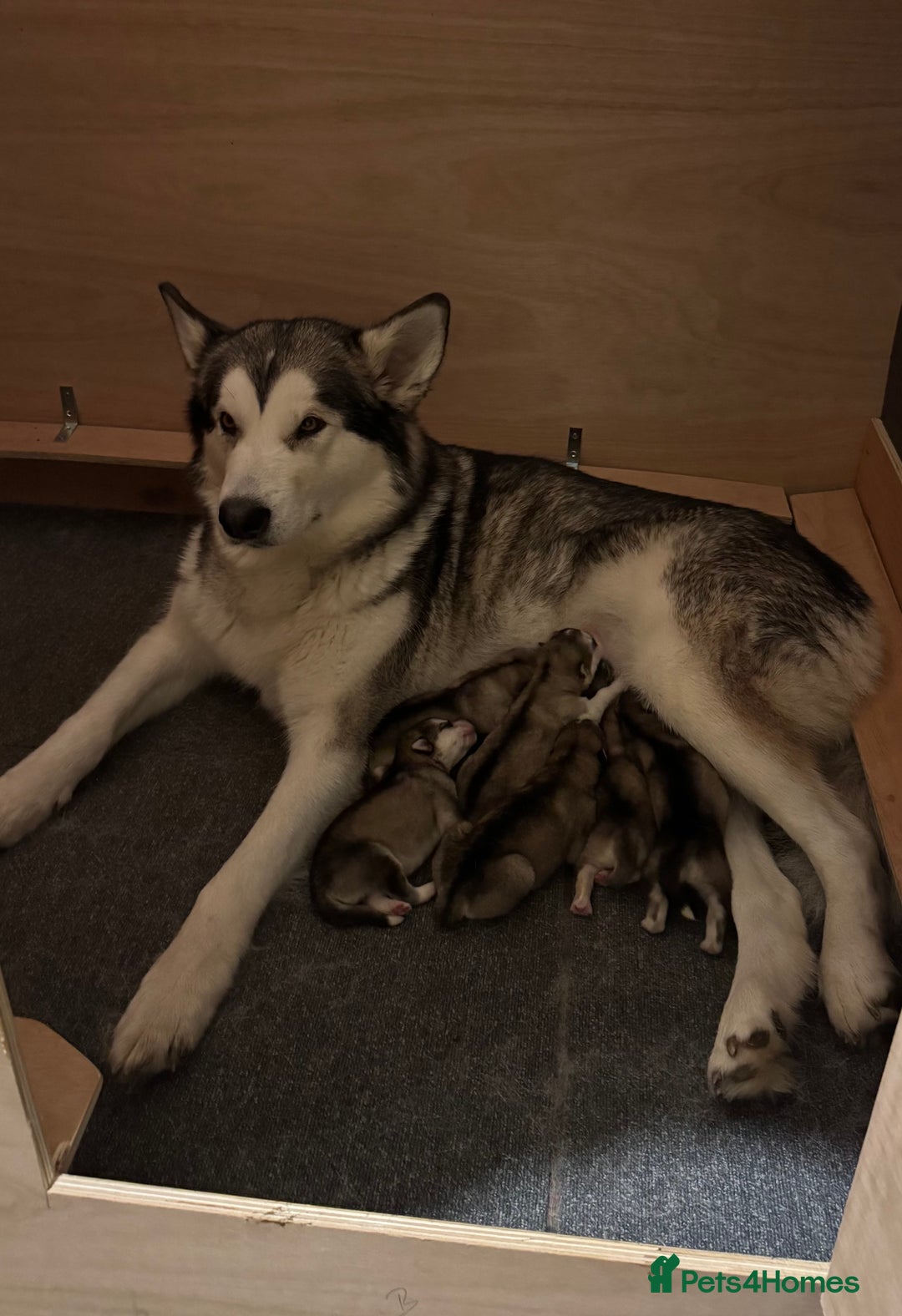 Alaskan Malamute dogs for sale: 8 beautiful Alaskan malamute puppies - Advert 6