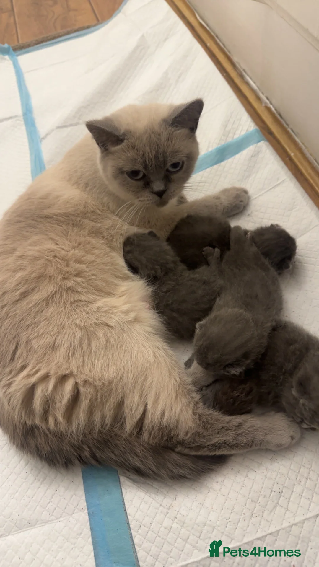 British Shorthair cats for sale: BRITISH SHORTHAIR KITTENS FOR SALE  - Advert 2