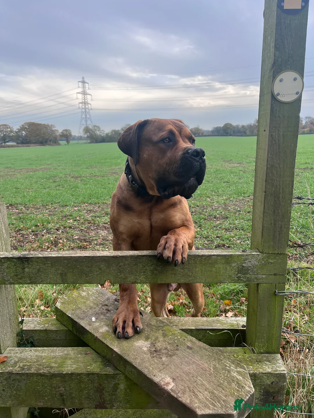 Boerboel dogs for sale: Koba South African boerbeol - Advert 2