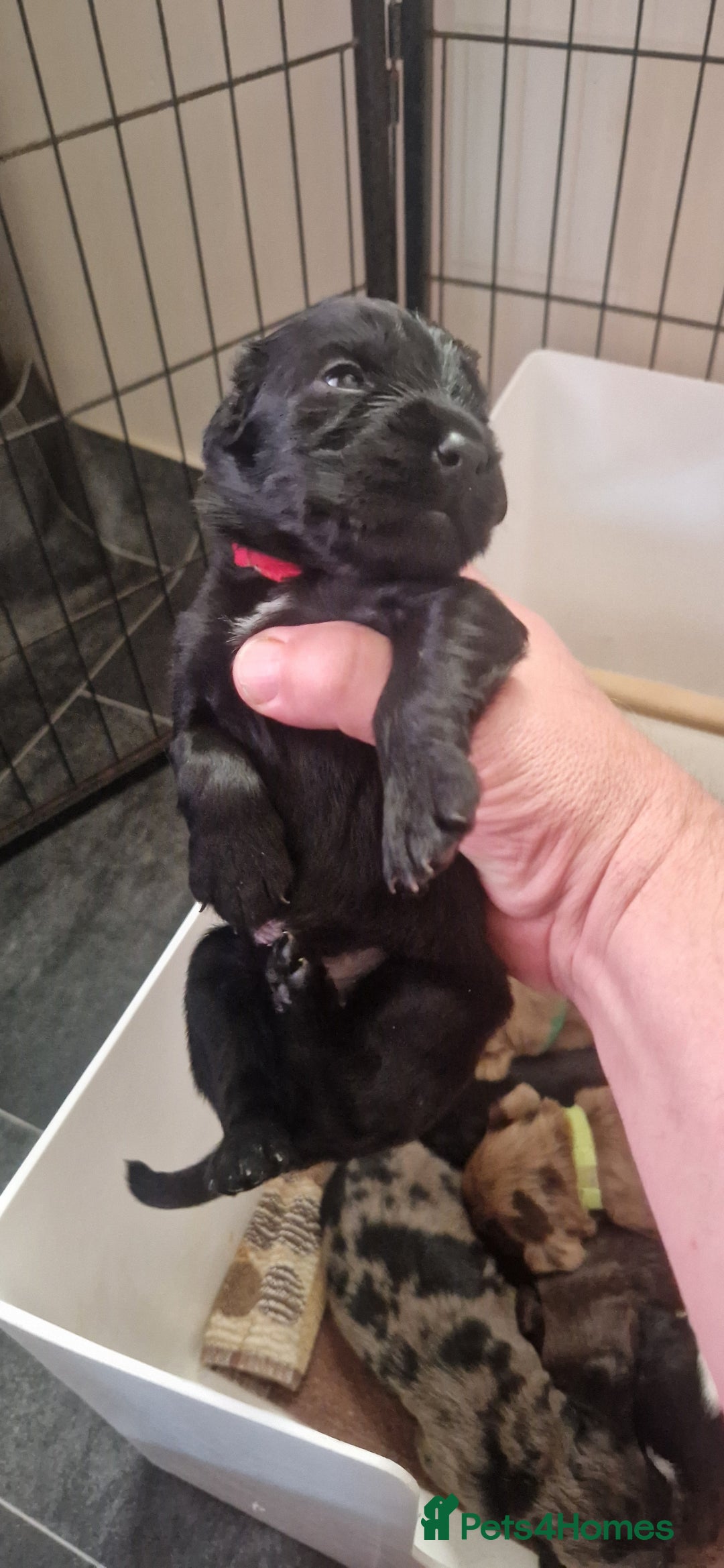 Cocker Spaniel dogs for sale: Cocker Puppies - Image 11
