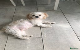 Mixed Breed dogs for sale: Puppy  - Image 5