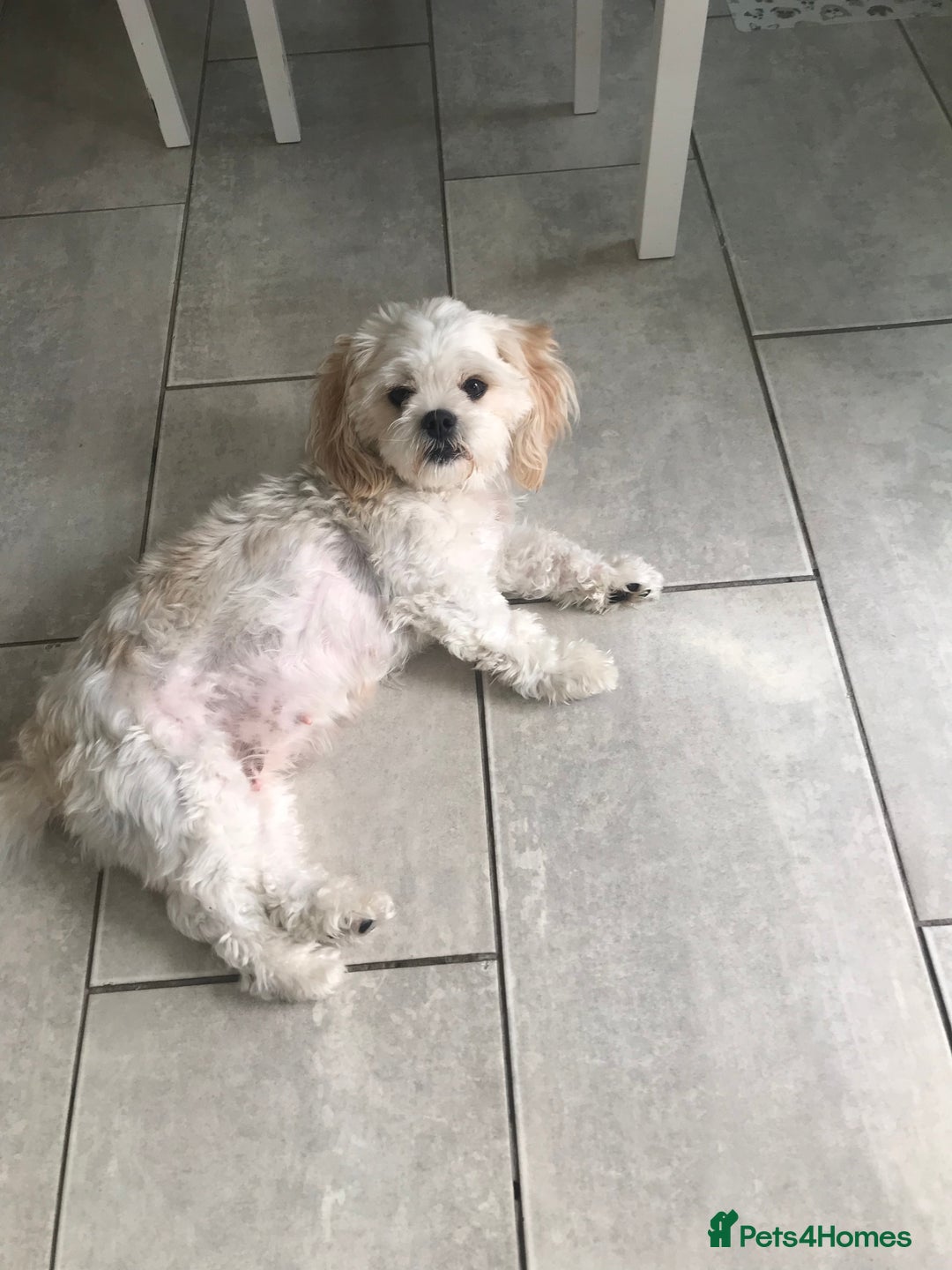 Mixed Breed dogs for sale: Puppy  - Image 5