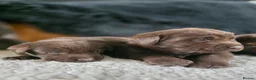 Labrador Retriever dogs for sale: High Quality Chocolate Labrador Puppies - Advert 5