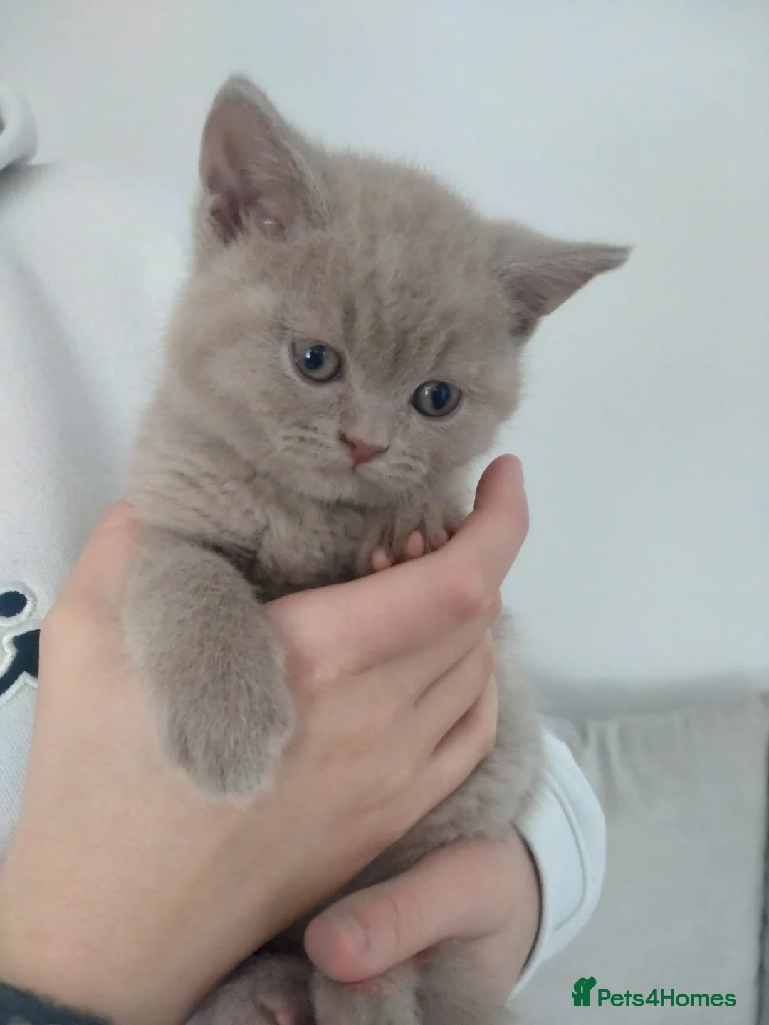 British Shorthair cats for sale: Full breed British short hair kitten  - Advert 5