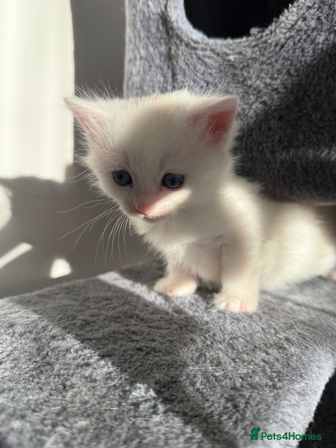 Turkish Angora cats for sale: Cute Turkish Angora x British Shorthair Kittens - Advert 19