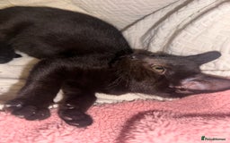 Mixed Breed cats for sale: Tabby and black kittens  - Advert 22