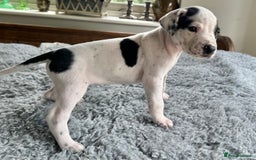 Pointer dogs for sale: KC reg Pointer Puppies - Image 38