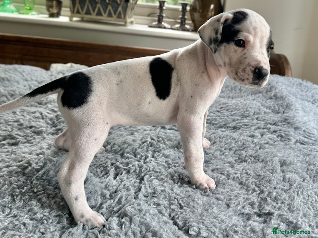 Pointer dogs for sale: KC reg Pointer Puppies - Image 38