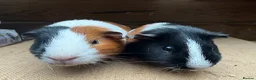 Guinea Pig rodents for sale: Gorgeous pairs of boys 💙 - Advert 5