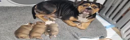American Bulldog dogs for sale: Happy, chunky, healthy American Bulldog puppies  - Advert 5