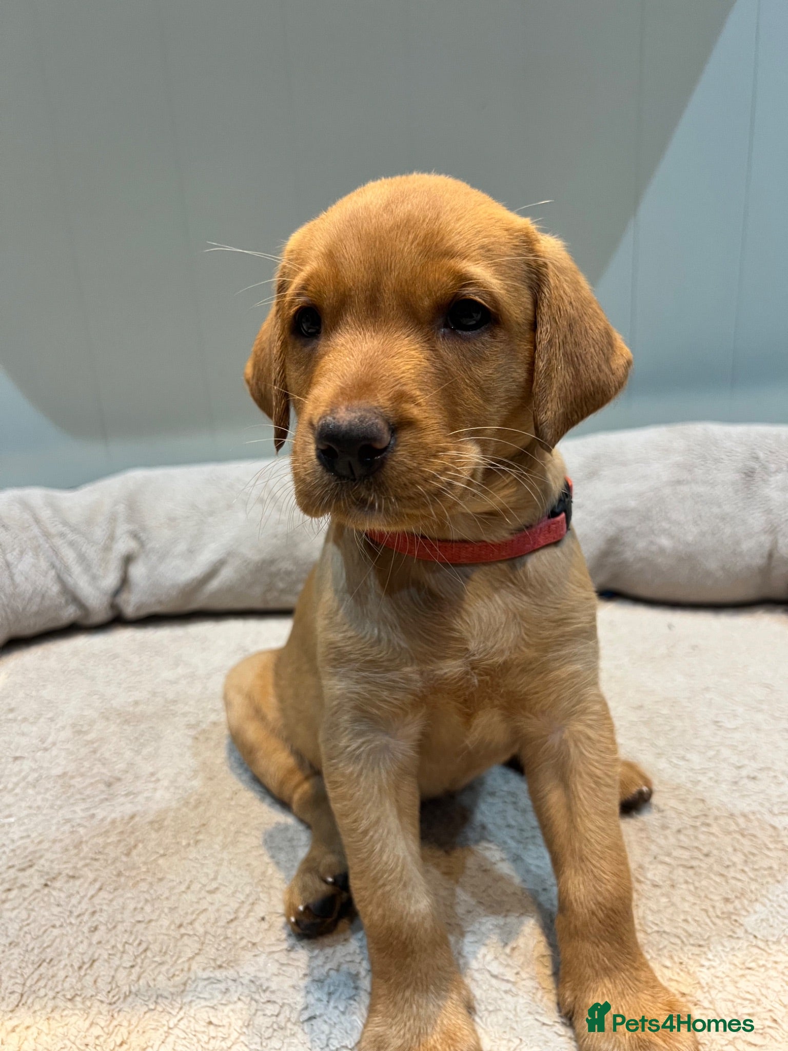 Labrador Retriever dogs Alan Jarvis Line Working Fox Red Labrador Puppies  - Advert 4