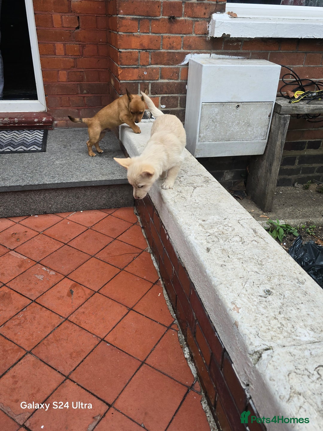 Mixed Breed dogs for sale: Puppy  - Advert 12