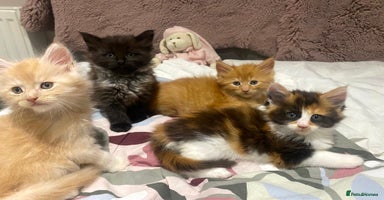 Maine Coon cats Maine Coon Kittens  - Advert 1