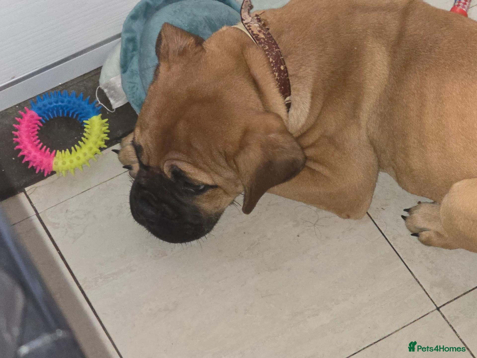 Bullmastiff dogs for sale: Bullmastiff bitch rkc reg pup - Advert 2
