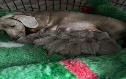 Miniature Dachshund dogs for sale: Mini dachshund puppies  - Advert 2