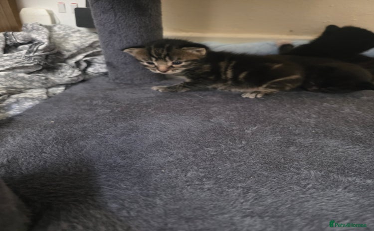 Mixed Breed cats - Advert 16