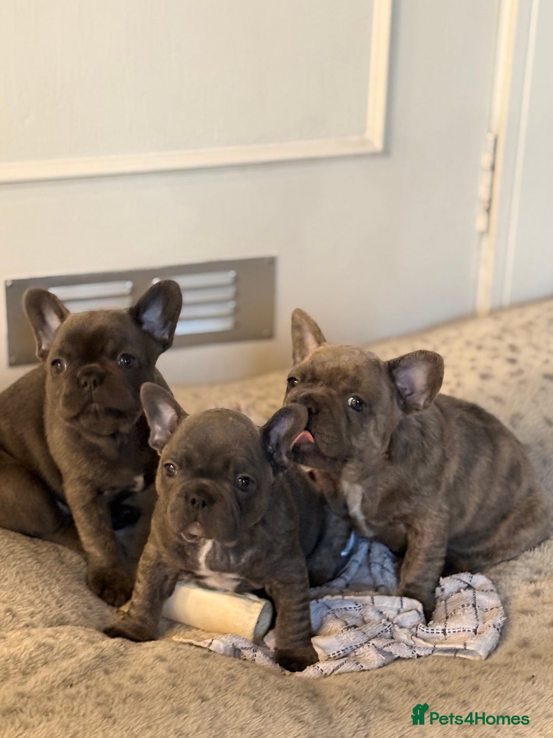 French Bulldog dogs for sale: Ready today! Beautiful french bulldog puppies - Advert 5