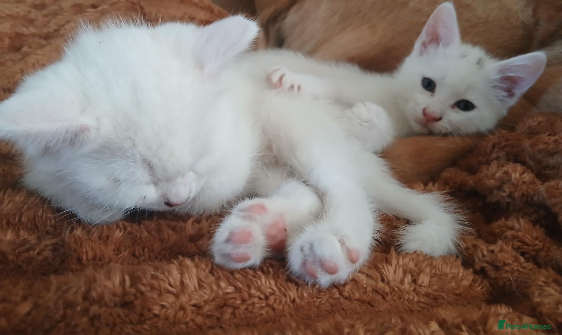 Mixed Breed cats 3 kittens for sale .2 boys and 1 girl - Advert 2