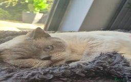 British Shorthair cats for sale: Lovely blue colourpoint girl in Ashton-under-Lyne - Image 5