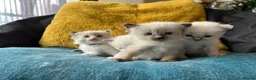 Ragdoll cats for sale: Pure ragdoll kittens sake London - Advert 3