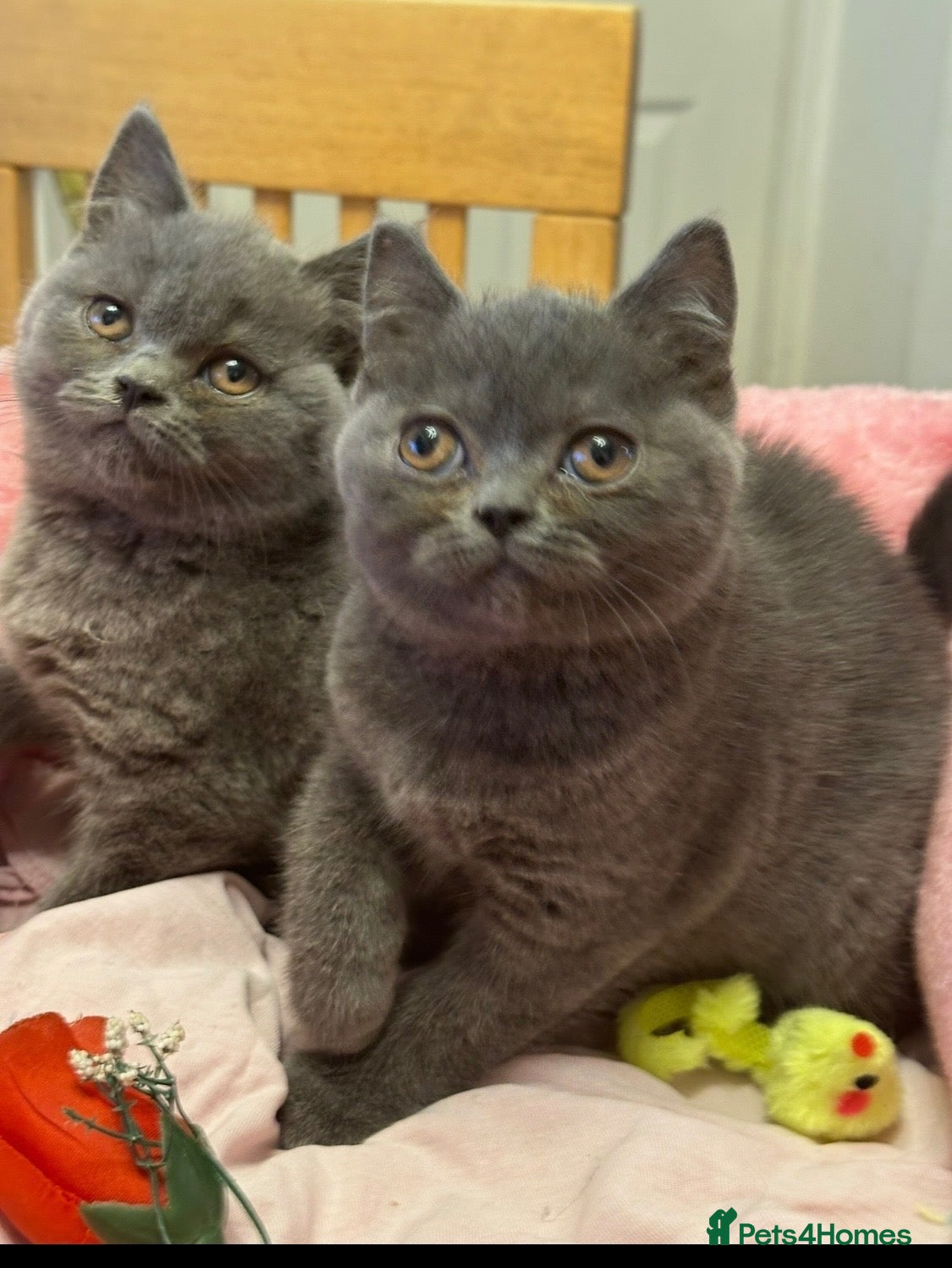 British Shorthair cats British Shorthair pedigrees Blues, White male - Advert 2