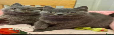 British Shorthair 2