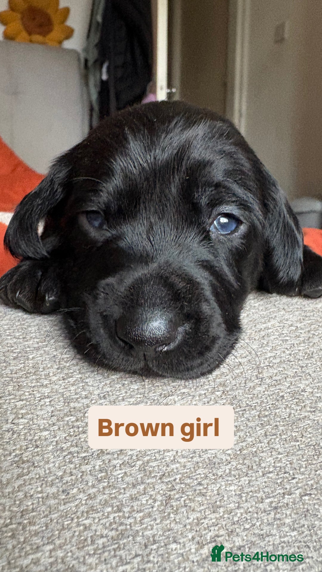 Labradoodle dogs for sale: mini labradoodle mix / LAST 2 GIRLS READY NOW! - Advert 14