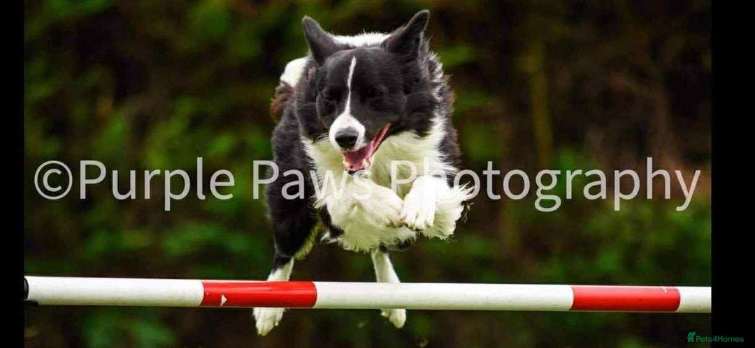Border Collie dogs for sale: WINNING CRUFTS COMPETITORS. KC REG, HEALTH TESTED - Image 24