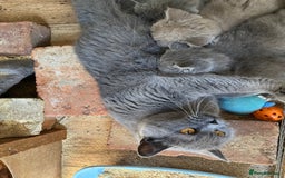 Mixed Breed cats for sale: British shorthair Lilac boy ready now - Image 15