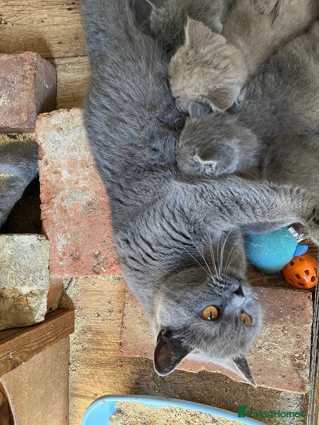 Mixed Breed cats for sale: British shorthair Lilac boy ready now - Image 15