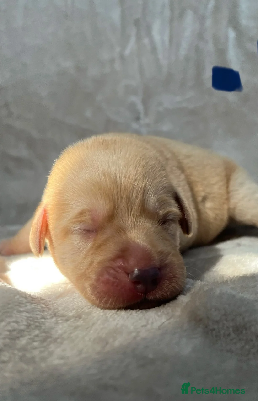 Labrador Retriever dogs for sale: 8 beautiful purebred Labrador Retrievers❤️ - Advert 9