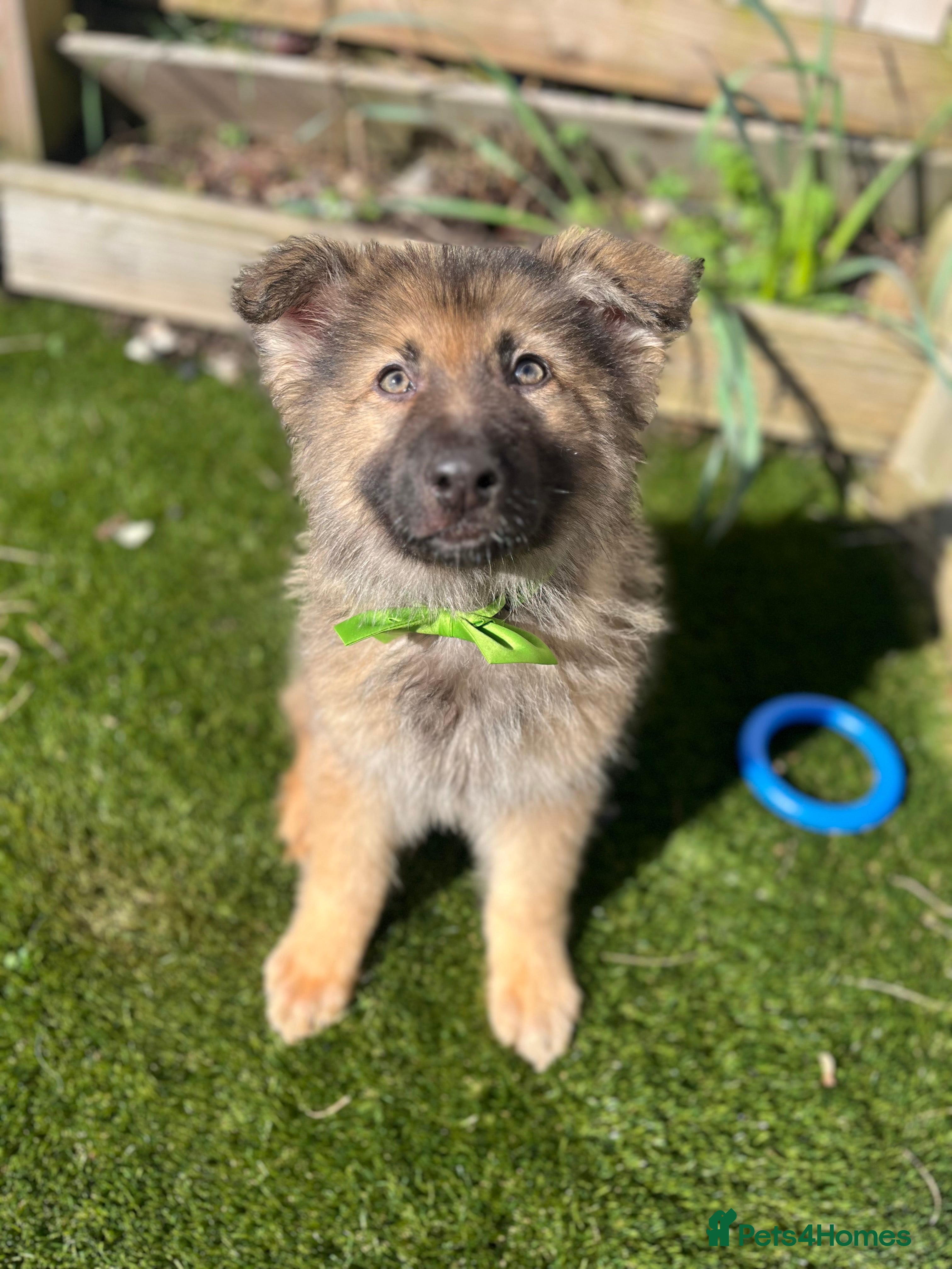 German Shepherd dogs Isabella / sable 1 Male left REDUCED PRICE - Advert 2