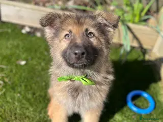 German Shepherd dogs Isabella / sable 1 Male left REDUCED PRICE - Advert 2