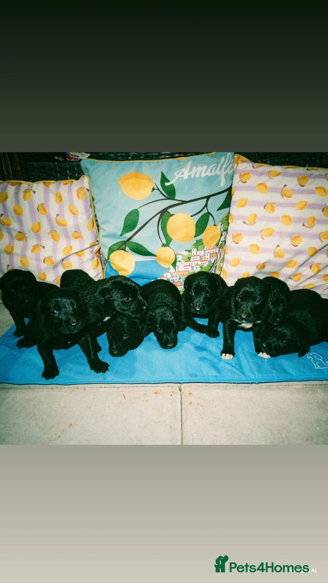 Cockerdor dogs for sale: 9 black beauty’s  - Advert 2