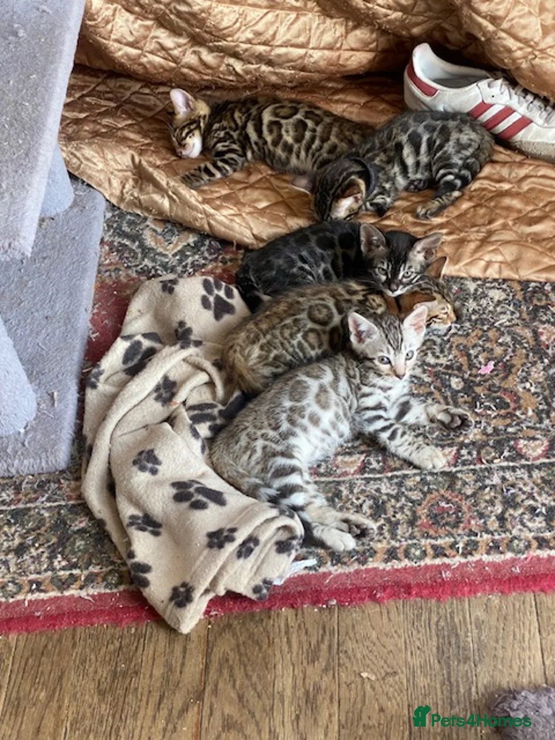 Bengal cats for sale:  Full Pedigree Rosetted Bengal Kittens for Sale - Advert 7