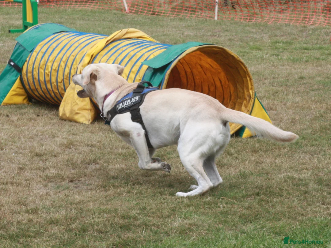 Labrador Retriever dogs for stud: Purple Genie (Duke)  Well proven stud in West Bromwich - Advert 10