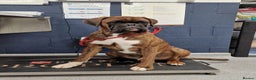 Boxer dogs for stud: Stunning Proven, Health tested and Heartscored 0 in Boston - Advert 11