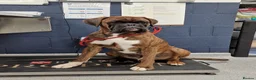 Boxer dogs for stud: Stunning Proven, Health tested and Heartscored 0 in Boston - Advert 11