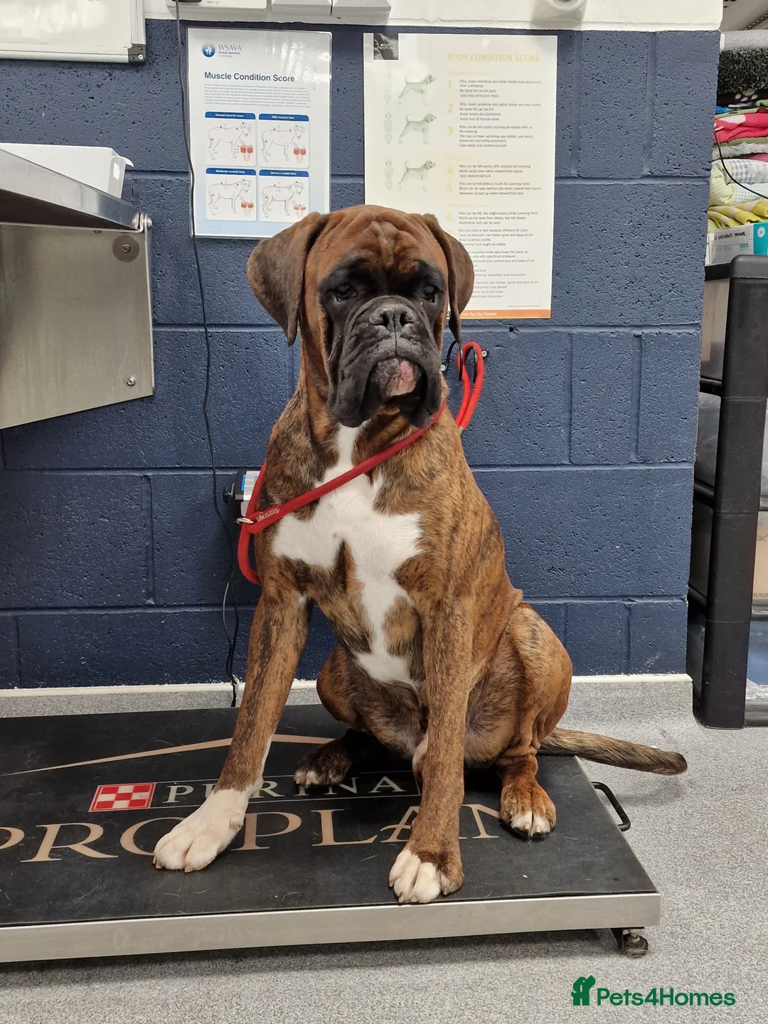 Boxer dogs for stud: Stunning Proven, Health tested and Heartscored 0 in Boston - Advert 11