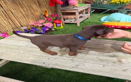 Dobermann dogs for sale: Doberman brown & tan - Image 25